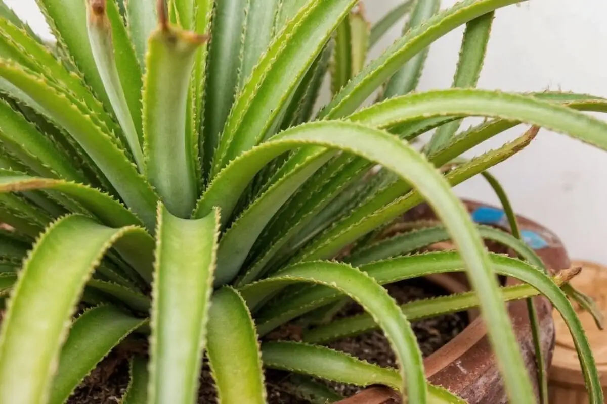 pineapple plant leaf cup watering