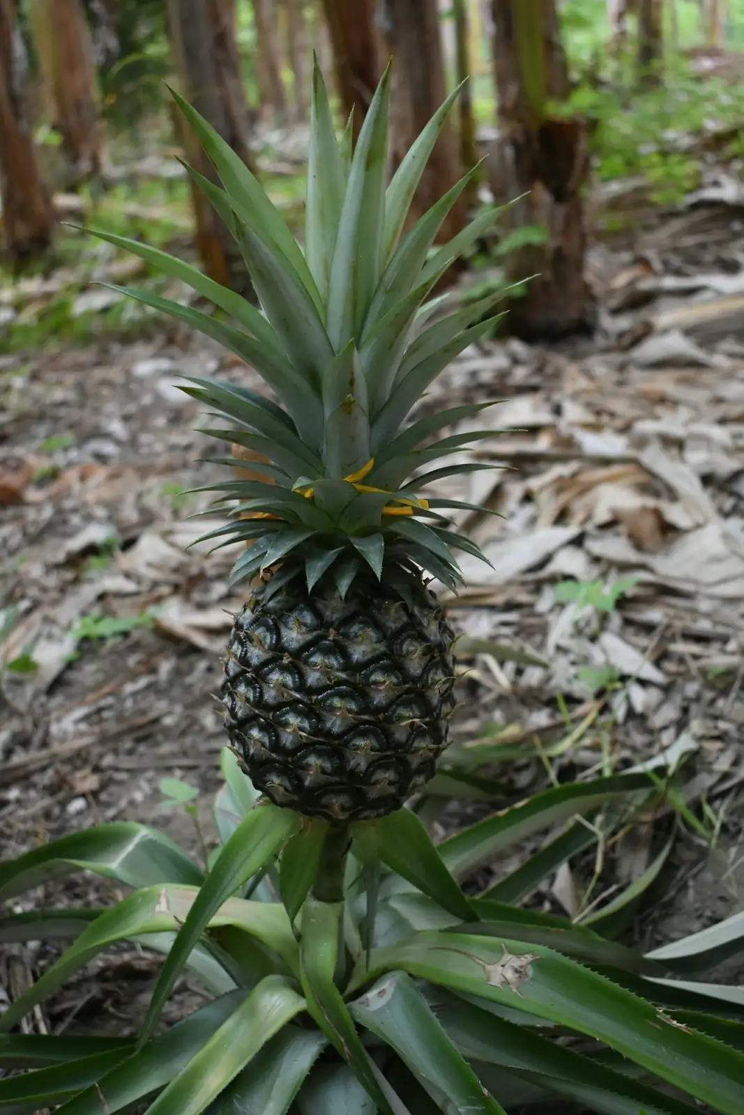pineapple plant apple ethylene bag