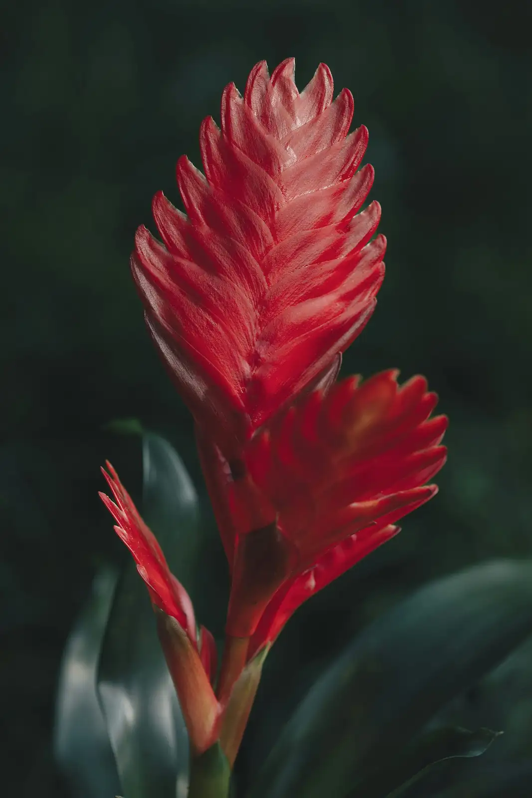 bromeliad thrips silver streaks