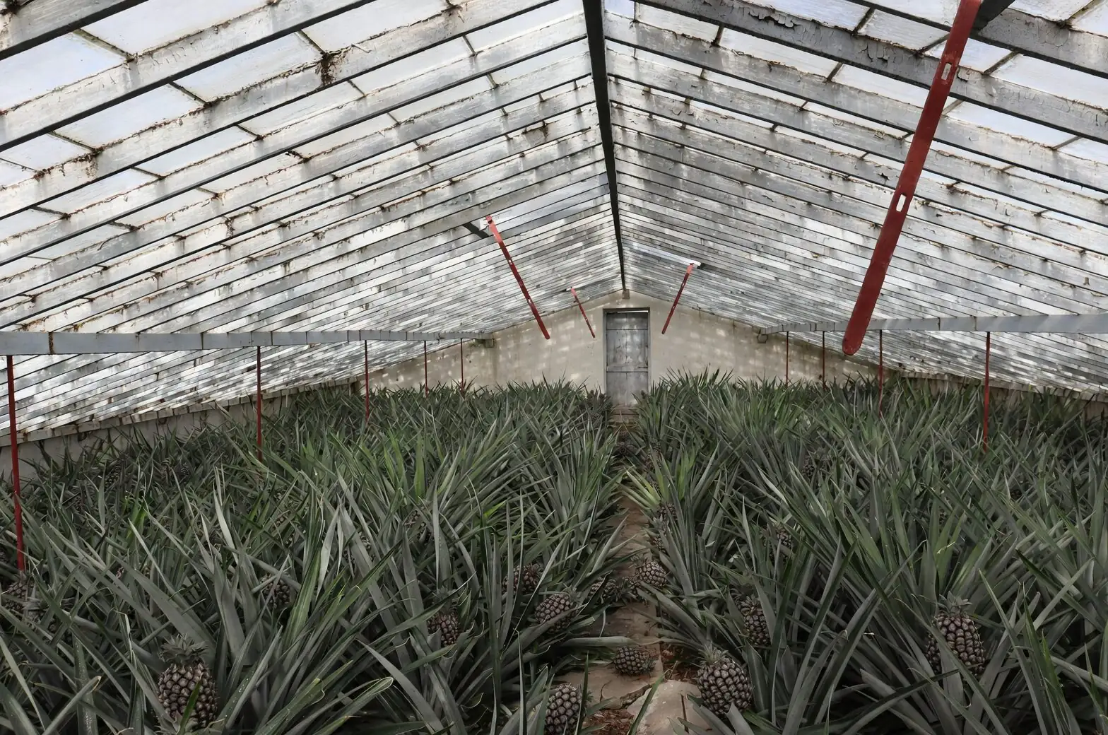 pineapple Victorian greenhouse