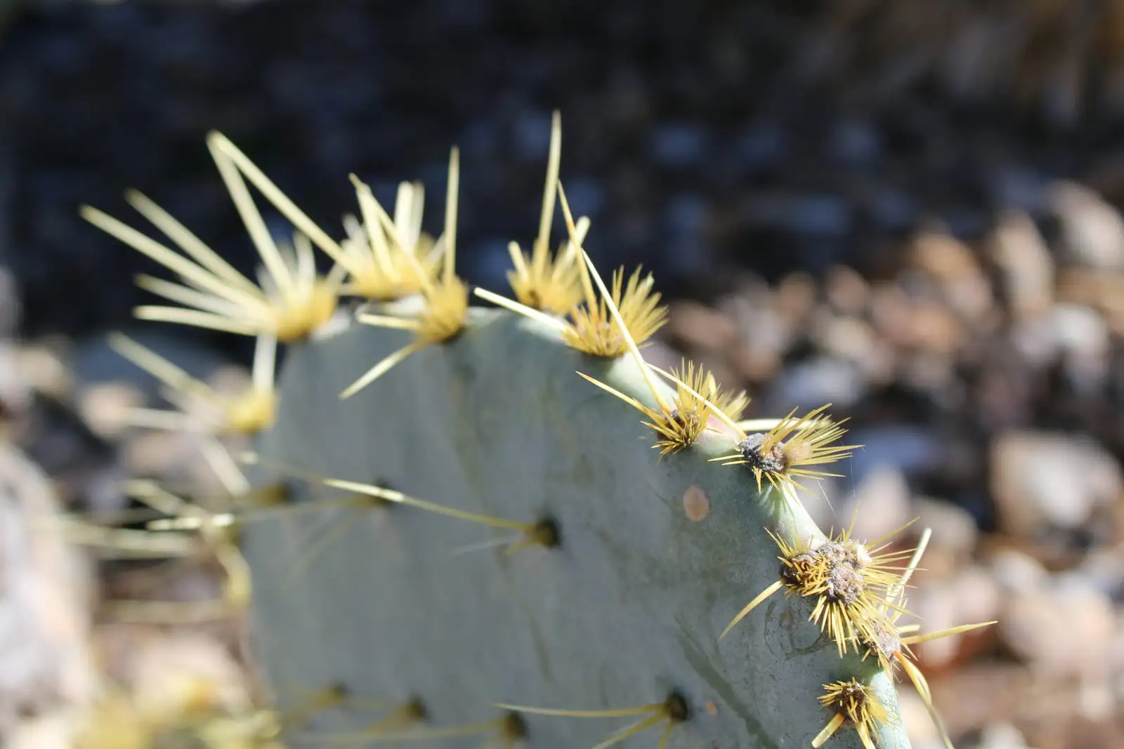 Stop Treating Me Like a Desert Cactus! The Rainforest Routine Your Easter Cactus Craves