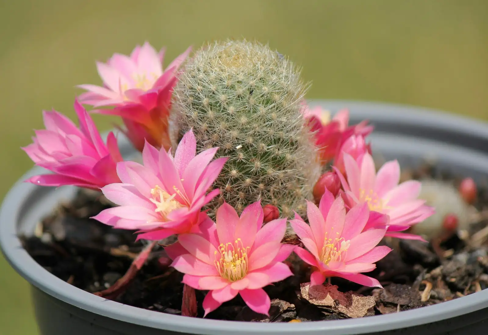 Easter cactus potting mix orchid bark