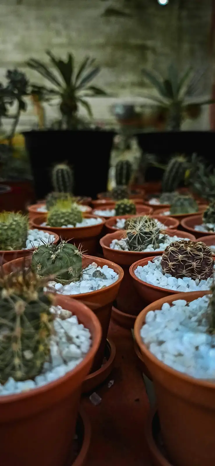 Easter cactus segment cutting propagation