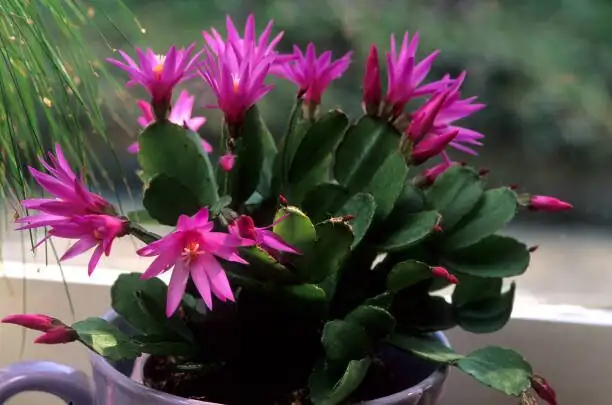 From Cool Nights to Curtain-Rise: A 6–8 Week Pre‑Bloom Playbook for Easter Cactus