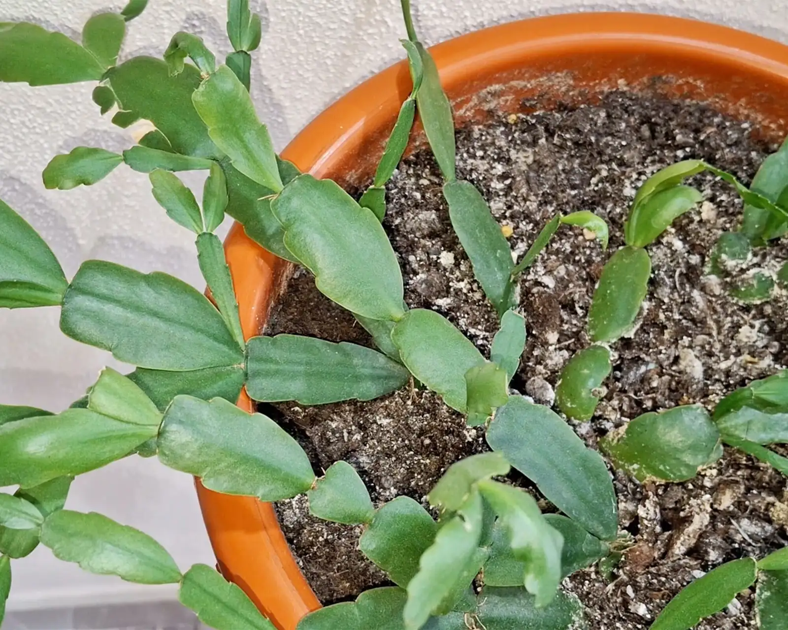 easter cactus repotting terracotta mix