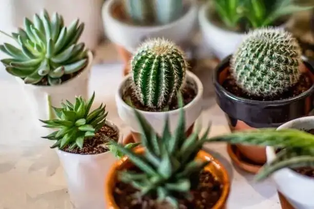 Bud‑Drop Drama and Soggy Roots? Fast Fixes for Easter Cactus Troubles (Mealybugs Included)
