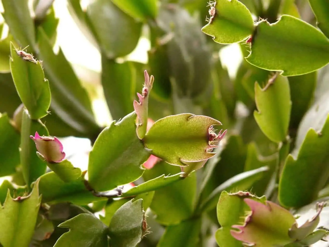 easter cactus buds dropping