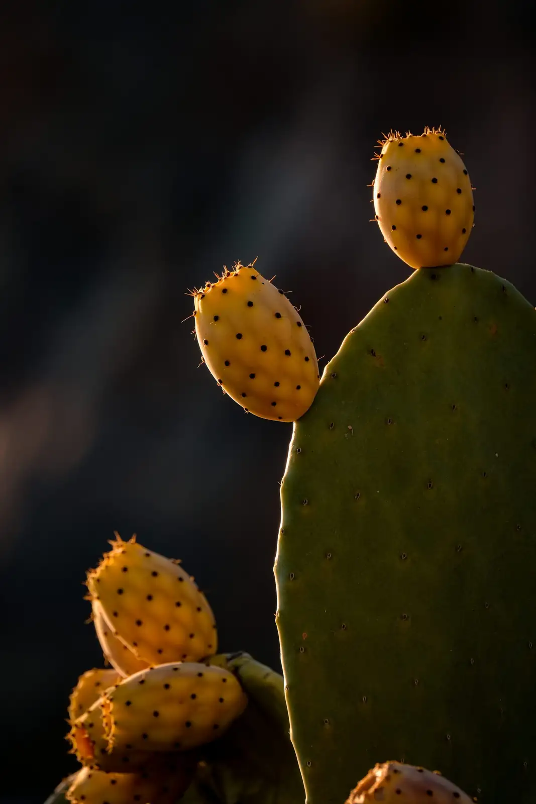 easter cactus mealybugs close up