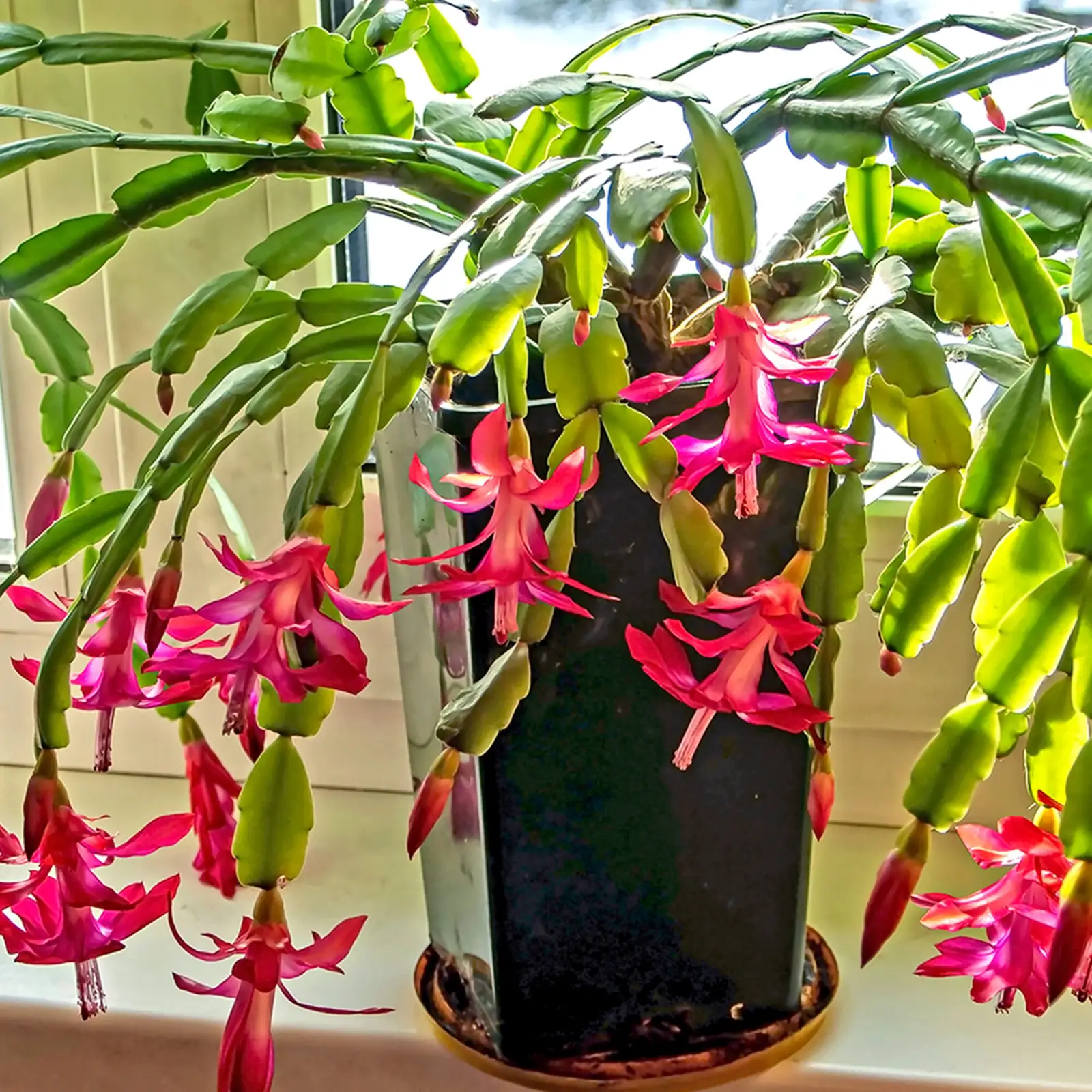 easter cactus terracotta pot windowsill