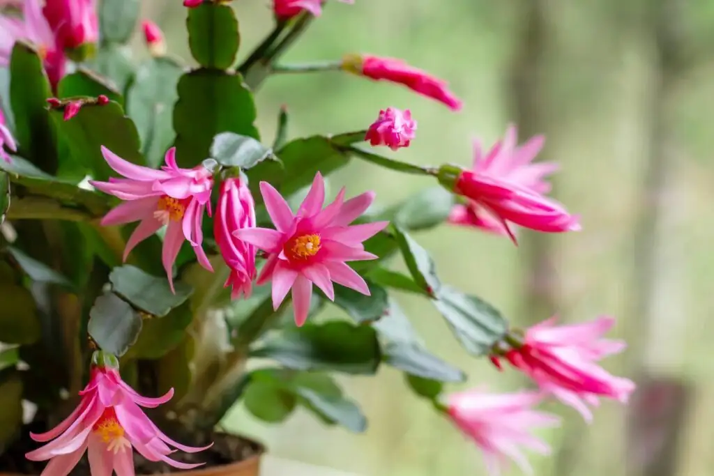 From Brazil’s Cloud Forests to Your Windowsill: The Shape‑Shifting Identity of Hatiora gaertneri