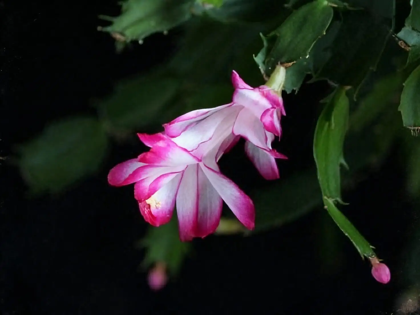 easter cactus on windowsill blooming