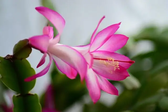 easter cactus and christmas cactus side by side