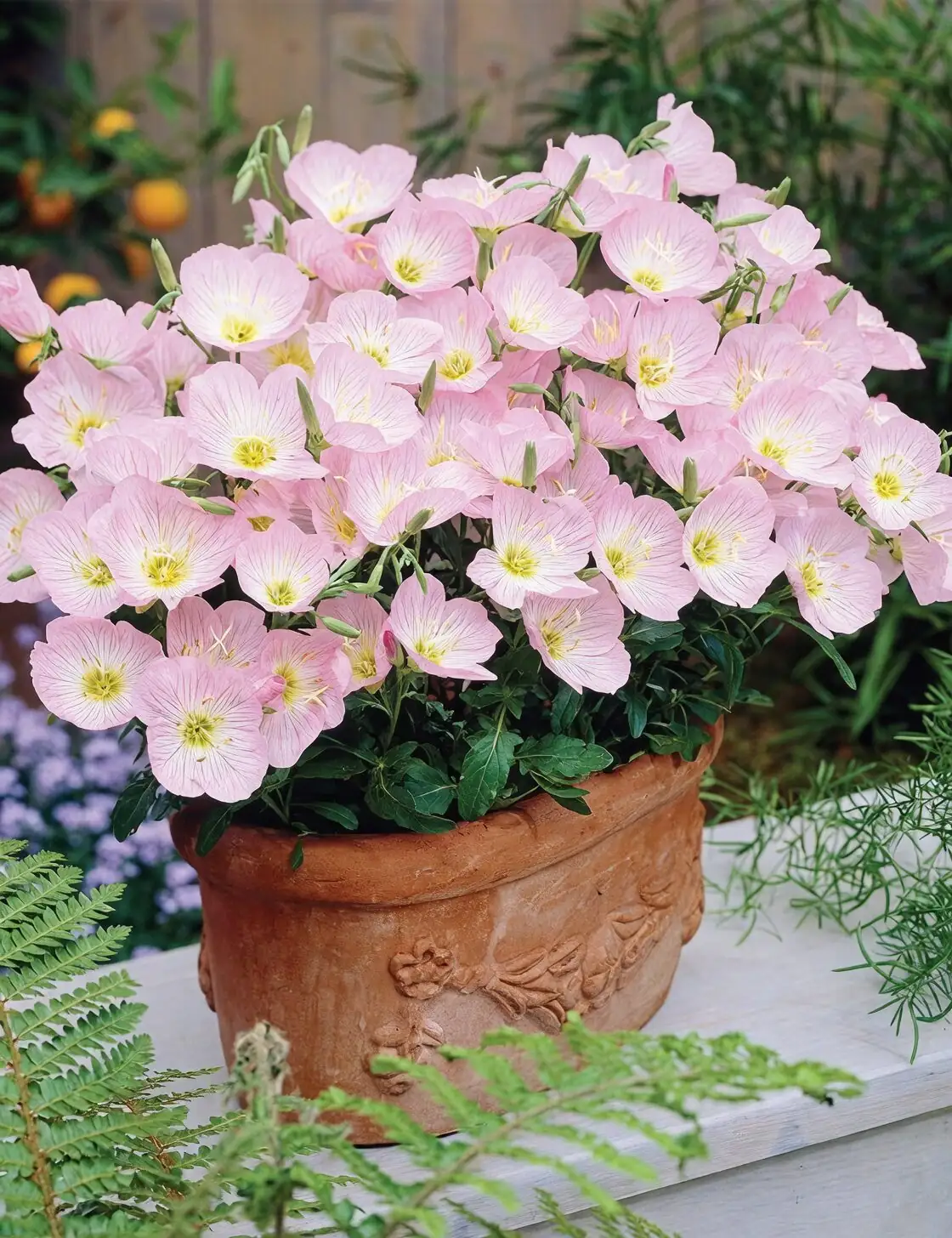 easter cactus flowers open close night