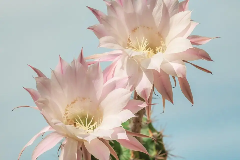 easter cactus cool nights dark routine