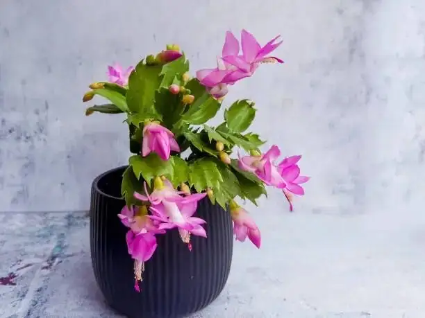easter cactus vs christmas cactus