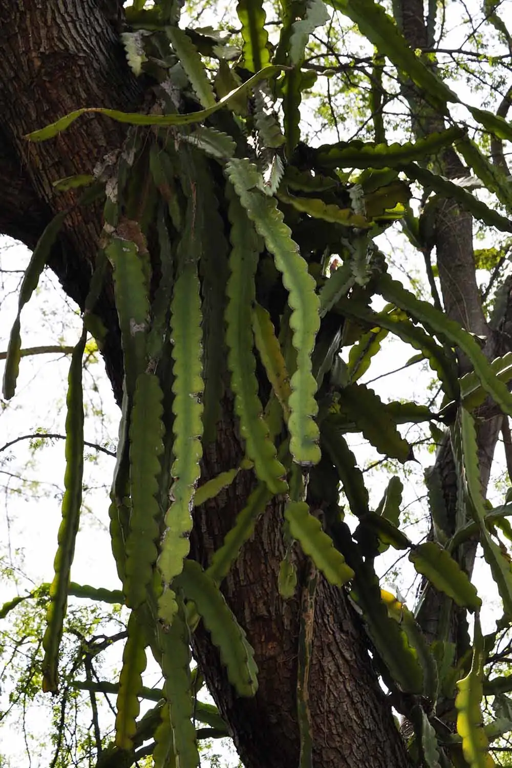 easter cactus epiphyte on tree