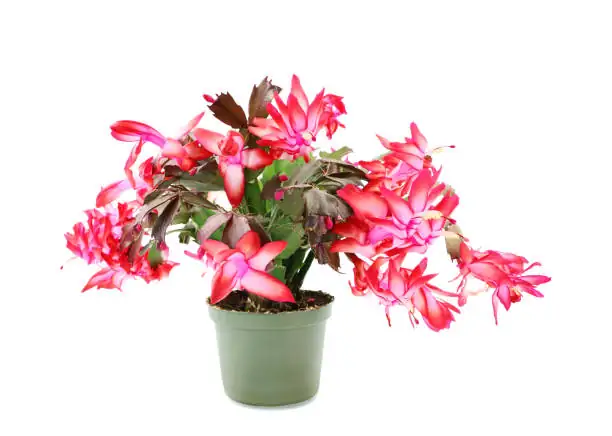 easter cactus red pink white flowers