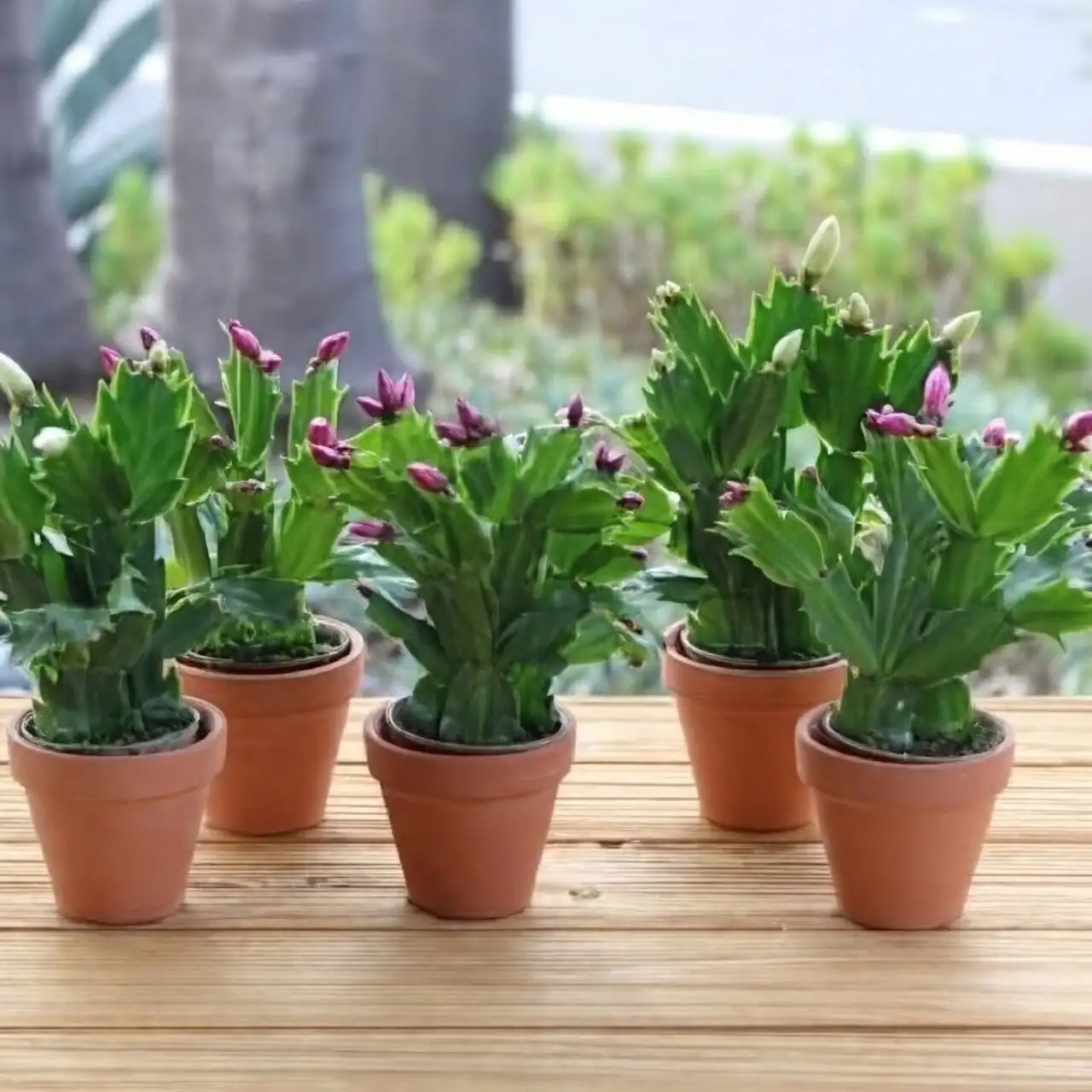 easter cactus gift terracotta pot