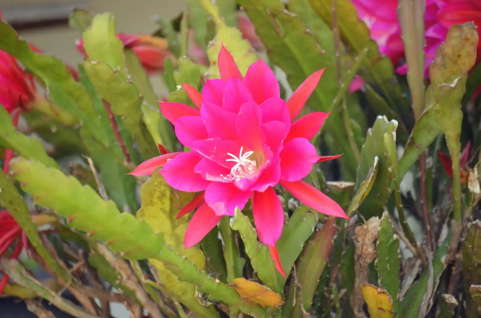 easter cactus stem cuttings rooting