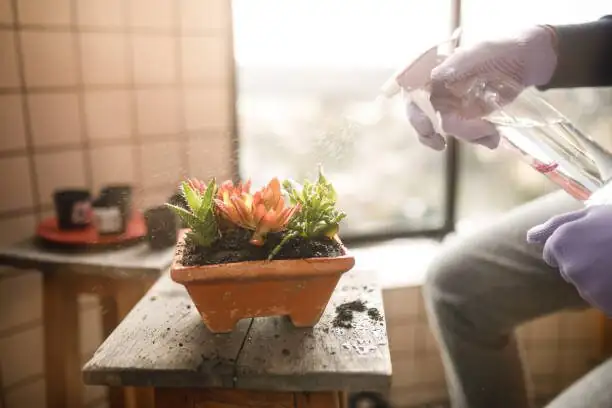 easter cactus watering sink draining
