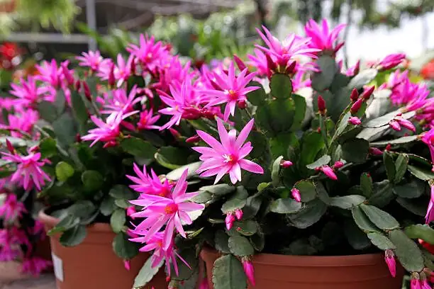 Snap, Callus, Root: A No‑Fail Cutting Workshop for Easter Cactus