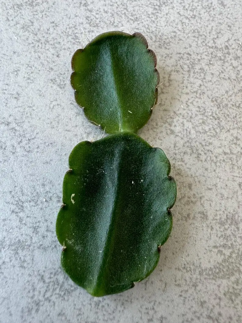 Easter cactus segment cutting hands