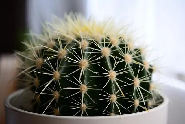 Easter cactus potting mix perlite bark