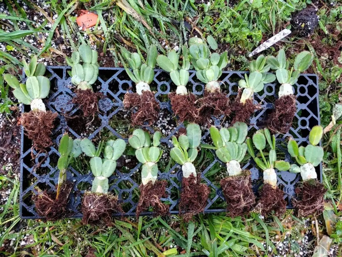 Easter cactus cuttings humidity dome