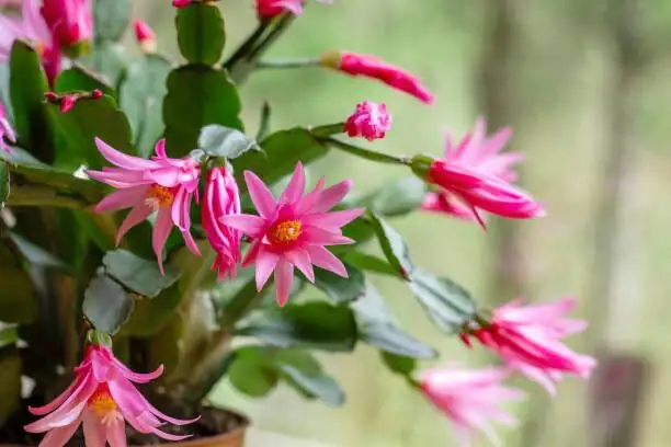 Easter cactus flower buds close-up