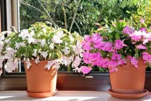 Holiday Cactus Face‑Off: Easter vs. Christmas vs. Thanksgiving—Can You Spot the Edges?