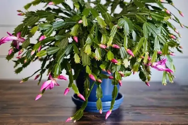 Easter vs Thanksgiving vs Christmas cactus segments macro