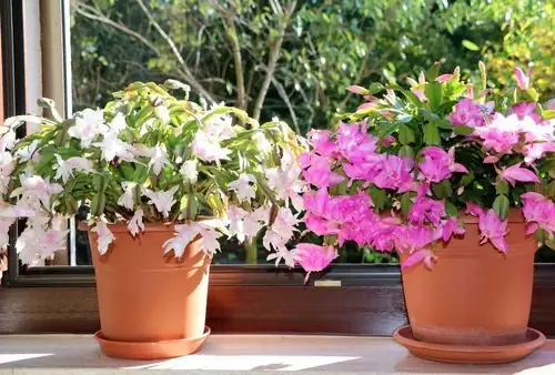 Easter vs Thanksgiving vs Christmas cactus flowers