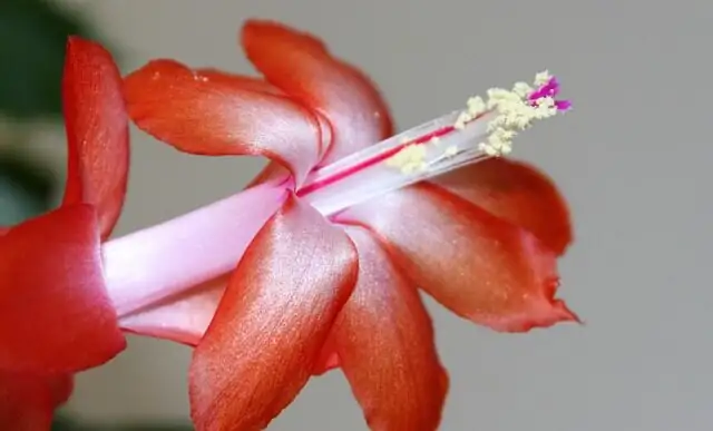 Water, Air, Bark: Build the Perfect Epiphyte Mix to Outsmart Root Rot