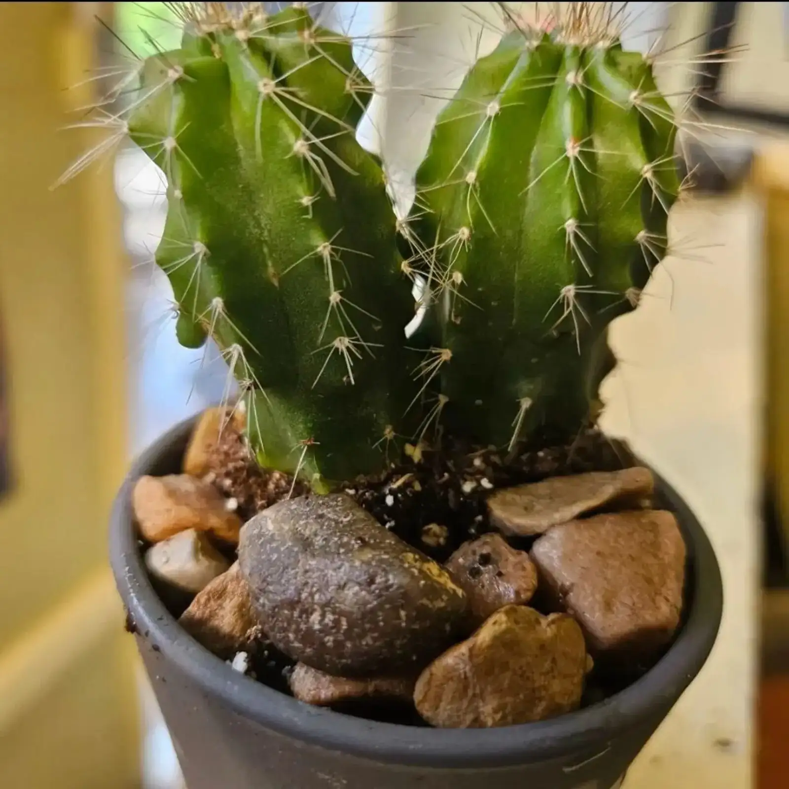 easter cactus repotting terracotta pot