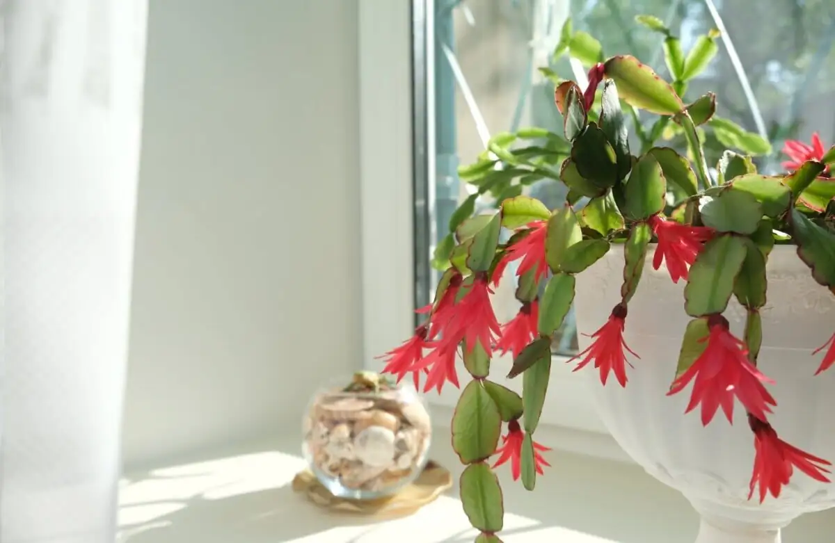 easter cactus bright window light