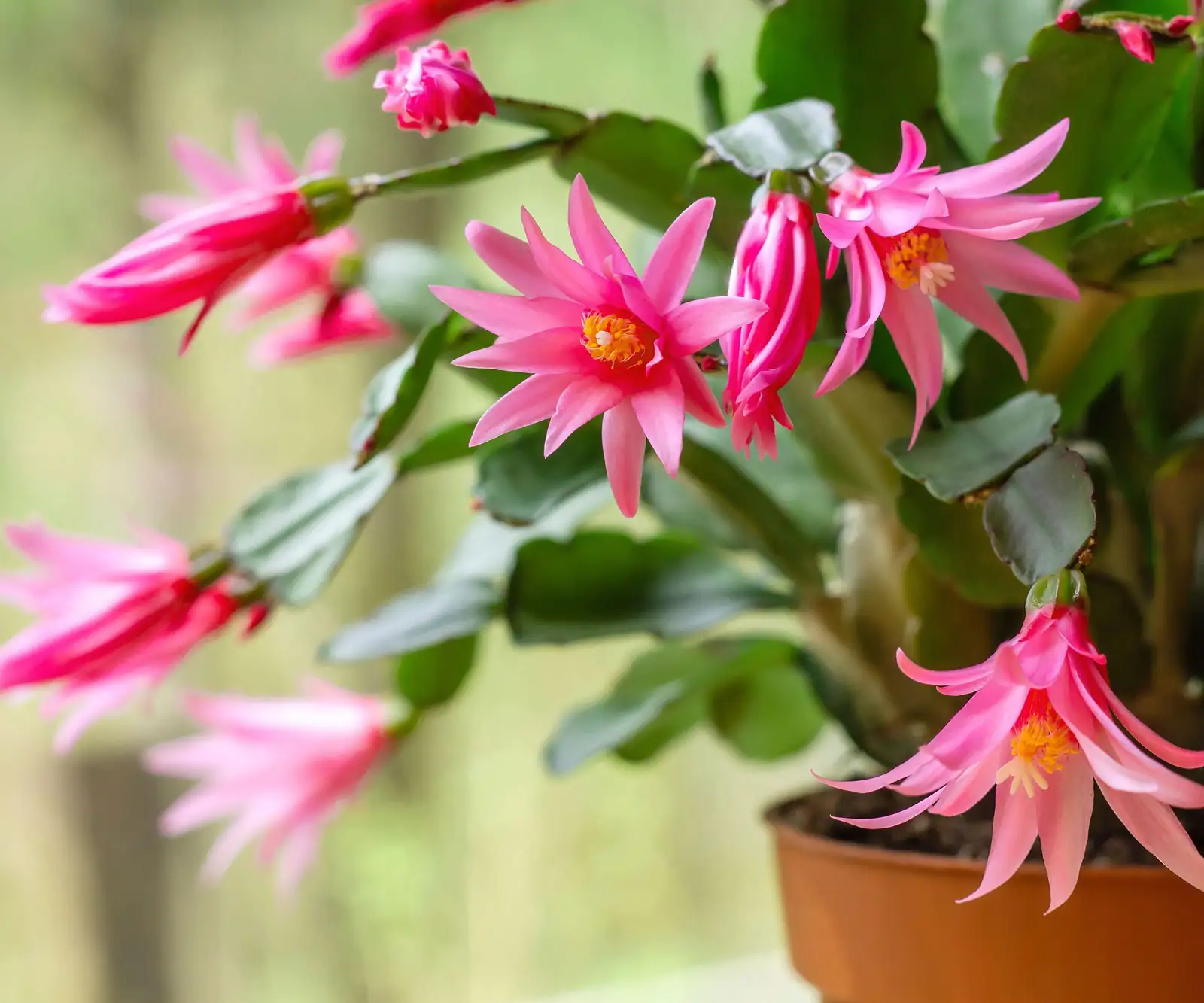 easter cactus spring blooms close-up