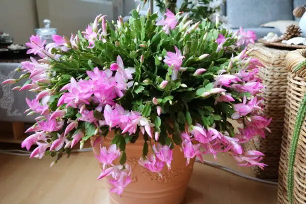 Your Month‑by‑Month Easter Cactus Care Calendar (Never Miss Bud‑Set Again!)