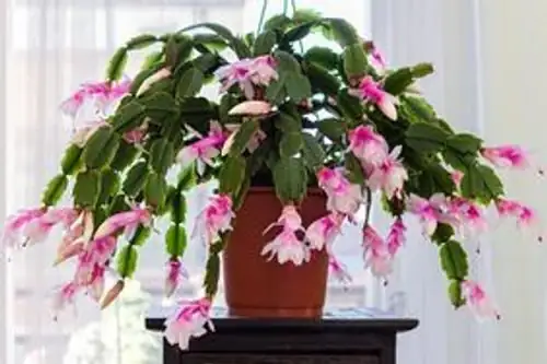 Easter cactus repotting with orchid bark