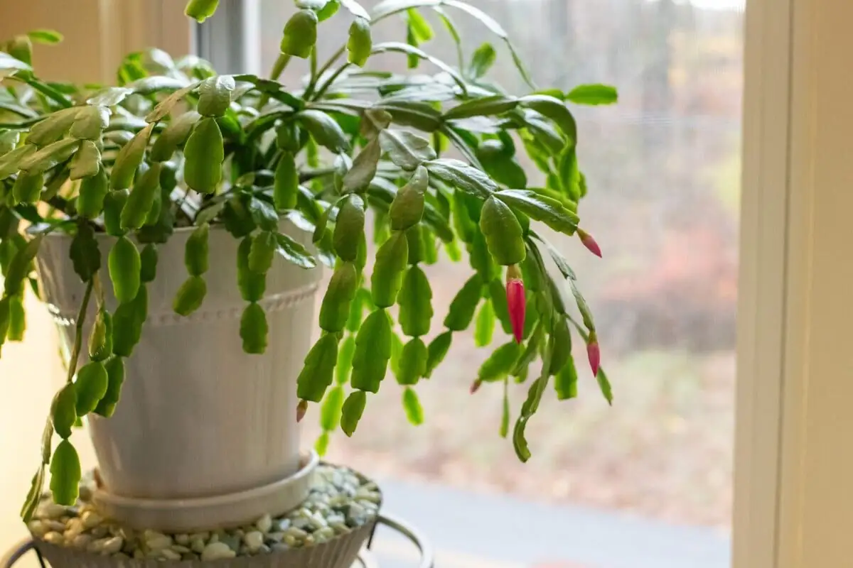 Easter cactus buds on cool windowsill