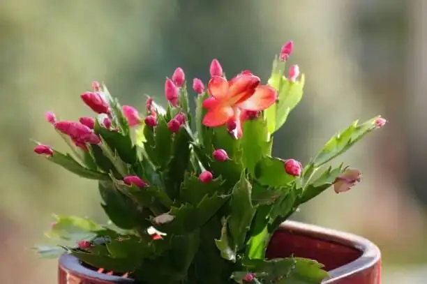 Easter vs Christmas cactus segments close-up