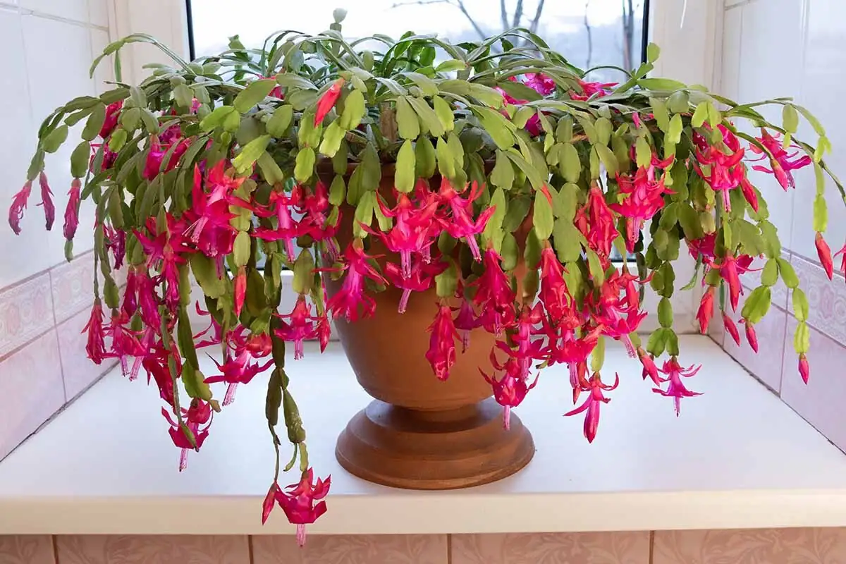 Turn Your Bathroom into a Bloom Studio: Humidity Hacks for Easter Cactus