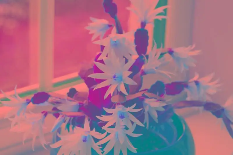 easter cactus scalloped stems close-up