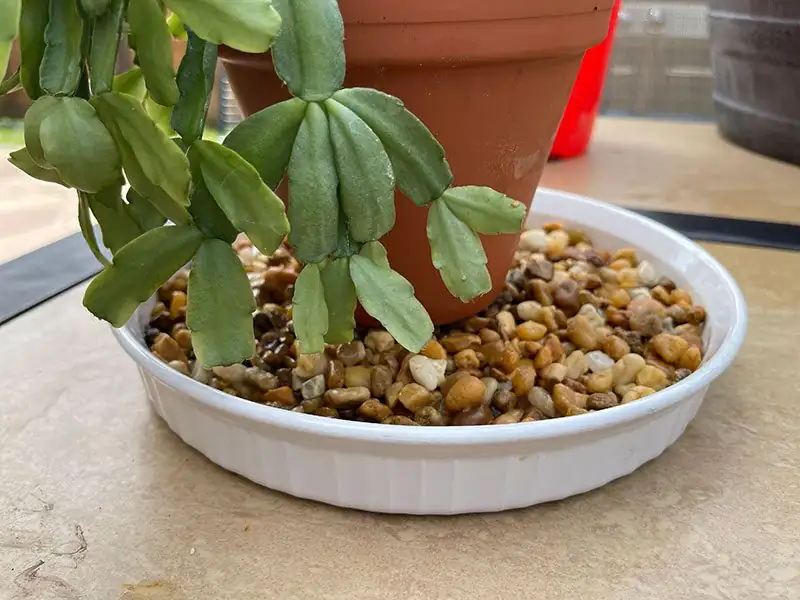 easter cactus pebble tray setup