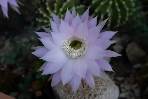 easter cactus flower buds close-up
