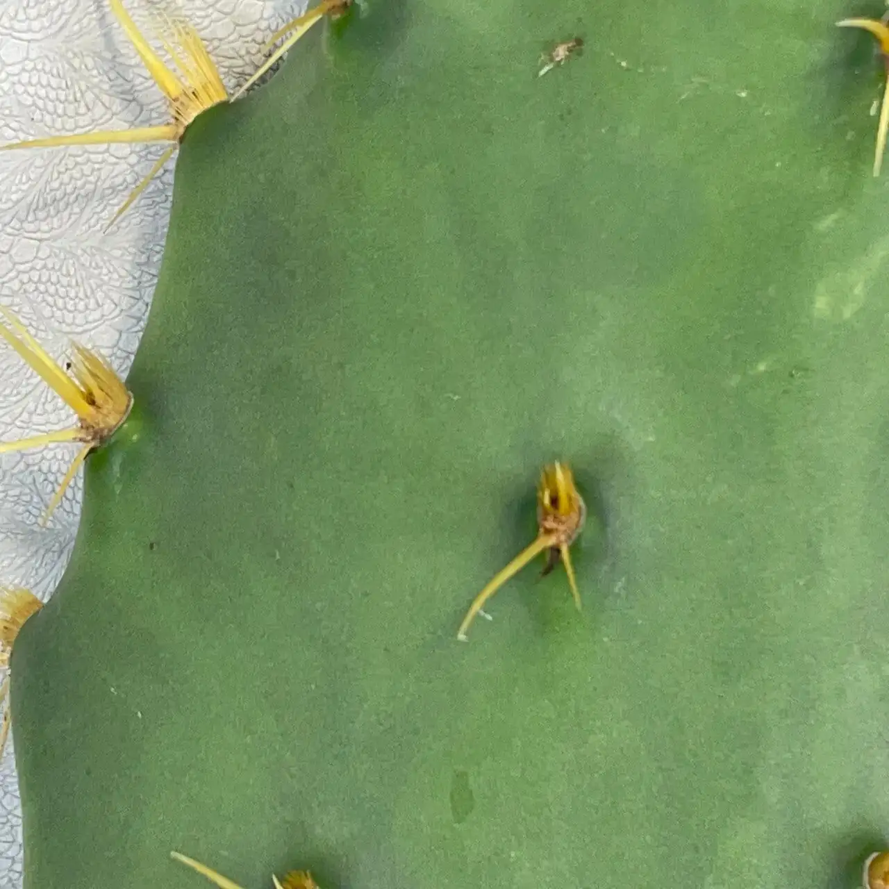 opuntia dillenii pad propagation