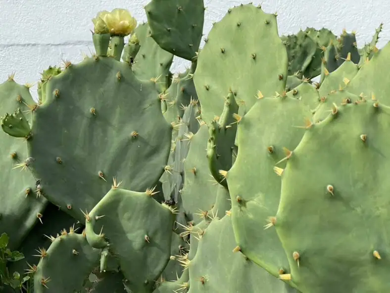 opuntia dillenii winter window light