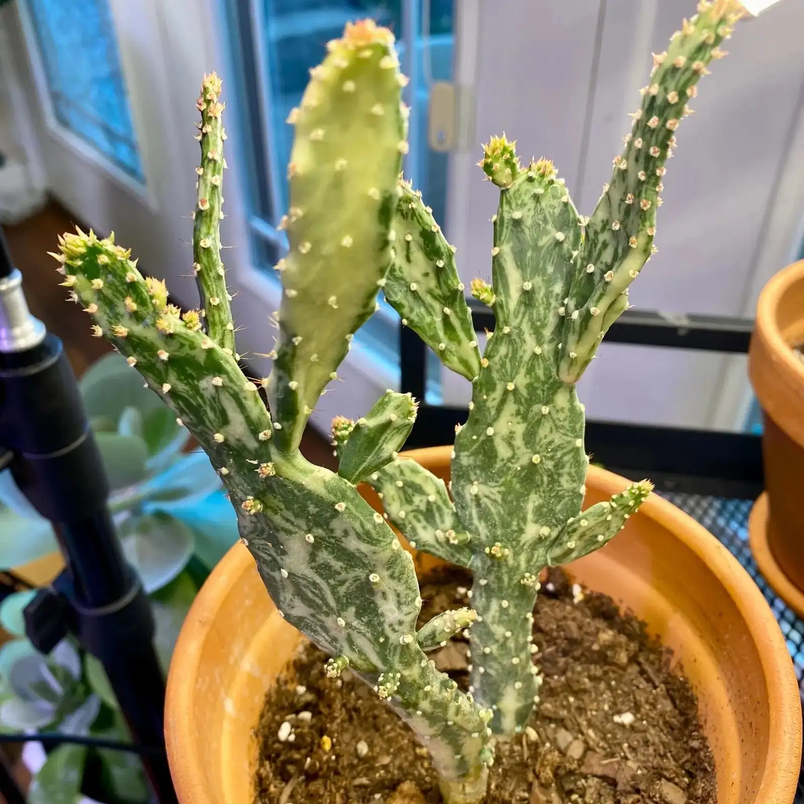 opuntia dillenii watering terracotta pot