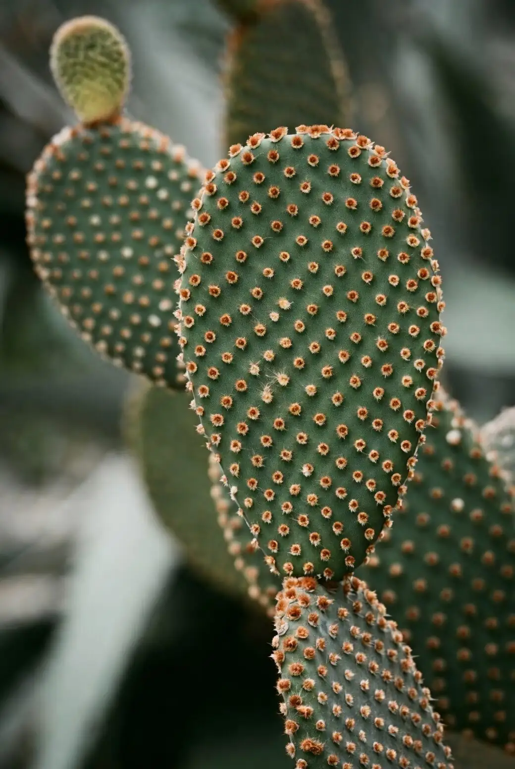 Glochids, Mealybugs & Mystery Mush: The Opuntia dillenii Rescue Playbook