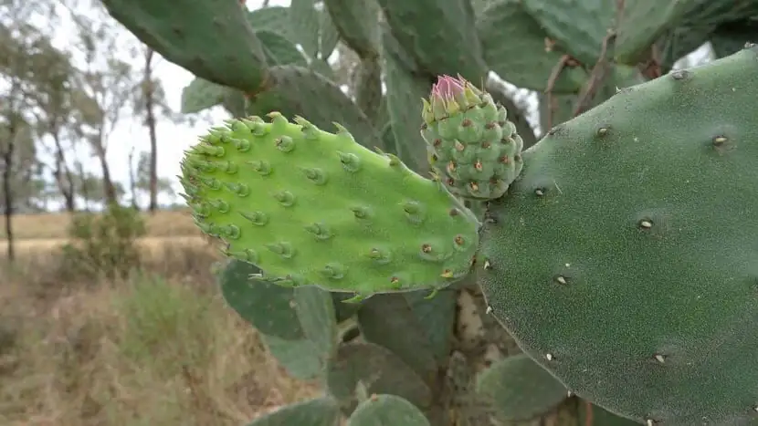 opuntia mealybugs alcohol swab close up