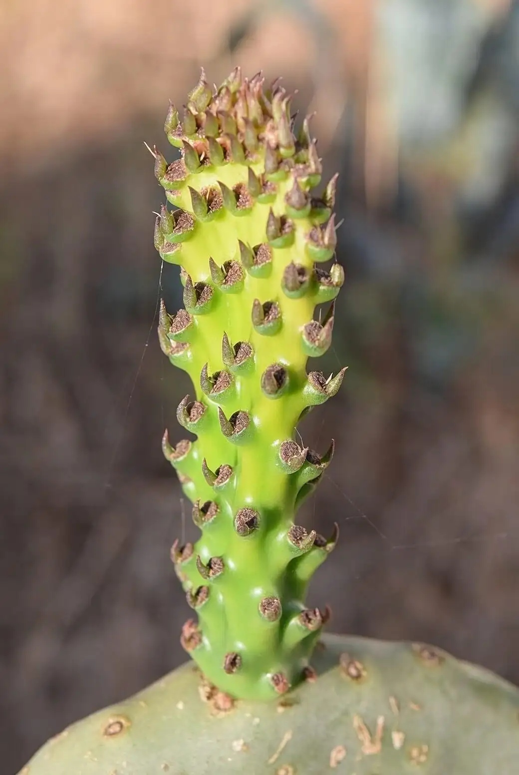 opuntia glochids removal tape hand